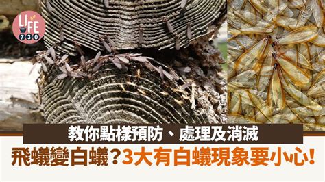 飛蟻突然很多|【飛蟻入屋】飛蟻會變白蟻？詳解出現原因＋10招防飛蟻方法 